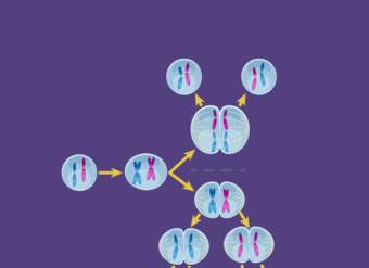 Meiosis - Hecho súper fácil - Animación