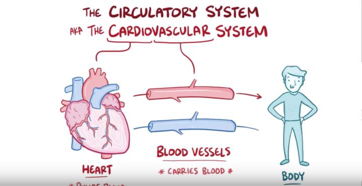 Anatomía y fisiología del sistema circulatorio. Anatomía y fisiología del sistema circulatorio.