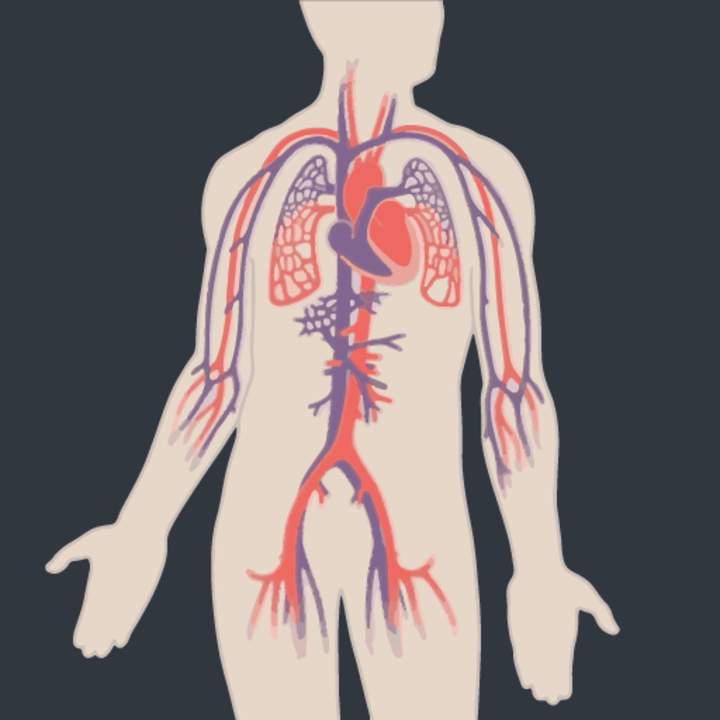 ¿Cómo se mueve la sangre alrededor de nuestros cuerpos? ¿Cómo se mueve la sangre alrededor de nuestros cuerpos?