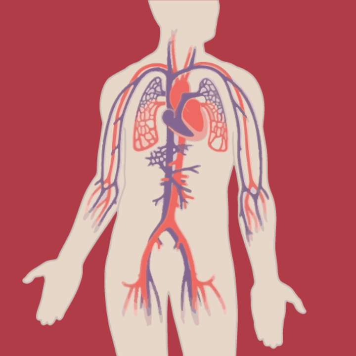 El corazón y el sistema circulatorio: cómo funcionan