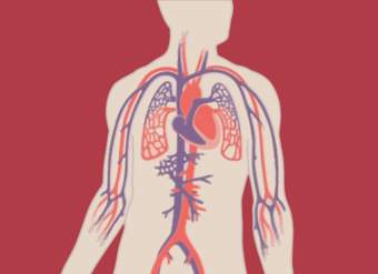 El corazón y el sistema circulatorio: cómo funcionan