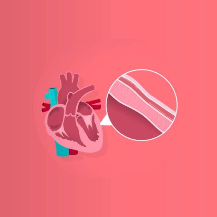 El Corazón, Parte 1: Curso intensivo El Corazón, Parte 1: Curso intensivo
