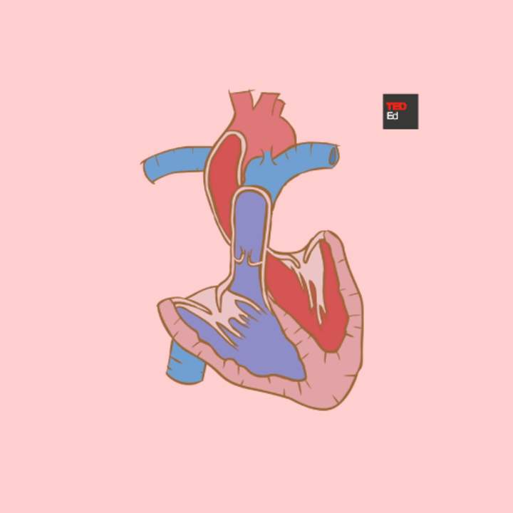 Cómo el corazón realmente bombea sangre Cómo el corazón realmente bombea sangre