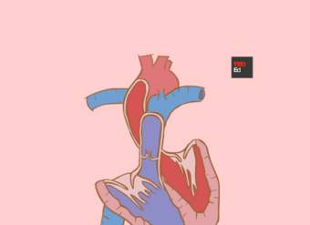 Cómo el corazón realmente bombea sangre