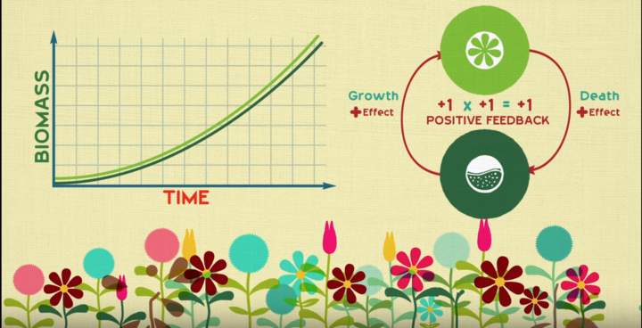 Bucles de retroalimentación: cómo la naturaleza obtiene sus ritmos Bucles de retroalimentación: cómo la naturaleza obtiene sus ritmos