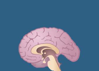 Fisiología humana: retroalimentación y función de la hormona tiroidea