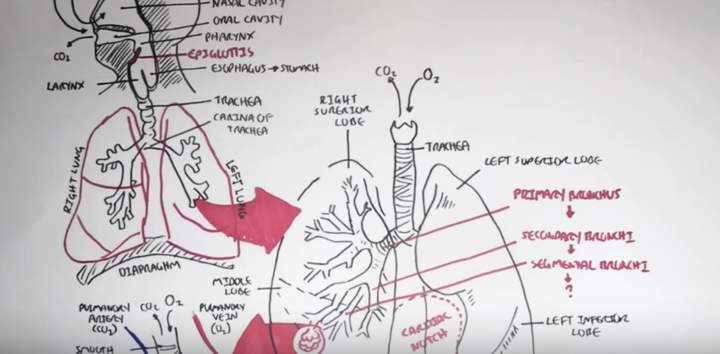 Resumen del sistema respiratorio Resumen del sistema respiratorio