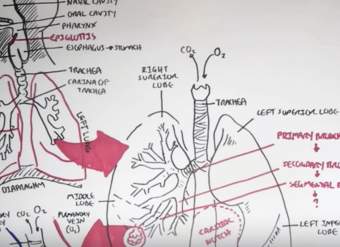 Resumen del sistema respiratorio