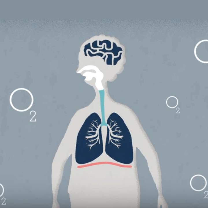 ¿Qué hacen los pulmones?