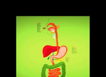 Aprender nutrición: órganos del sistema digestivo