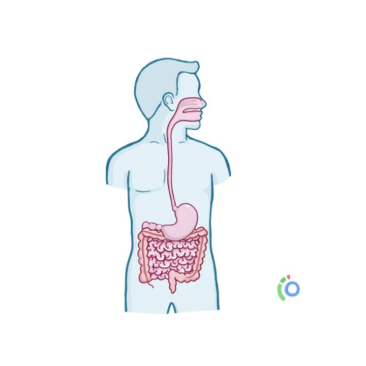 Anatomía y fisiología gastrointestinal Anatomía y fisiología gastrointestinal