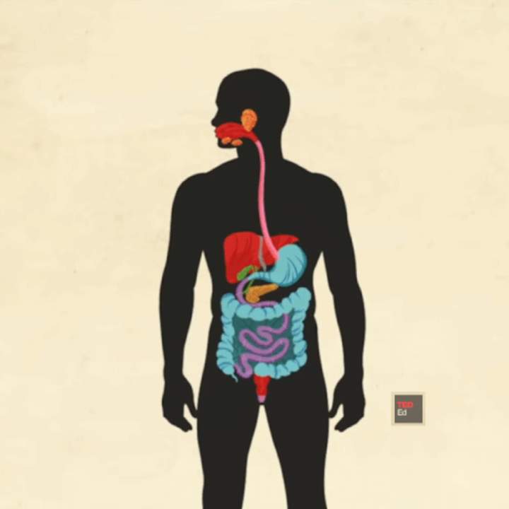 Cómo funciona su sistema digestivo