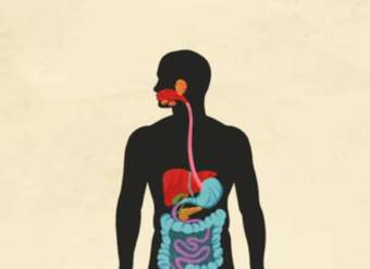 Cómo funciona su sistema digestivo