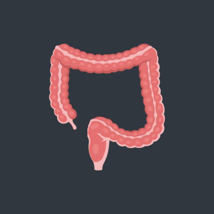 ¿Por qué necesitamos nuestro intestino grueso? ¿Por qué necesitamos nuestro intestino grueso?