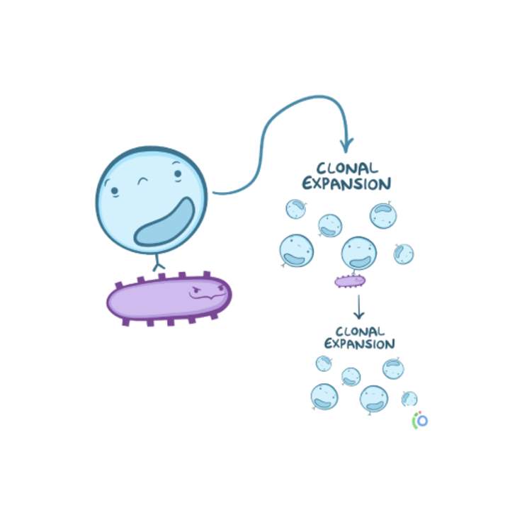 Introducción al sistema inmunitario Introducción al sistema inmunitario