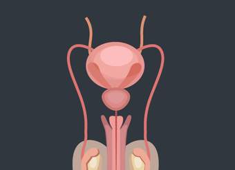 Desarrollo del sistema reproductor masculino