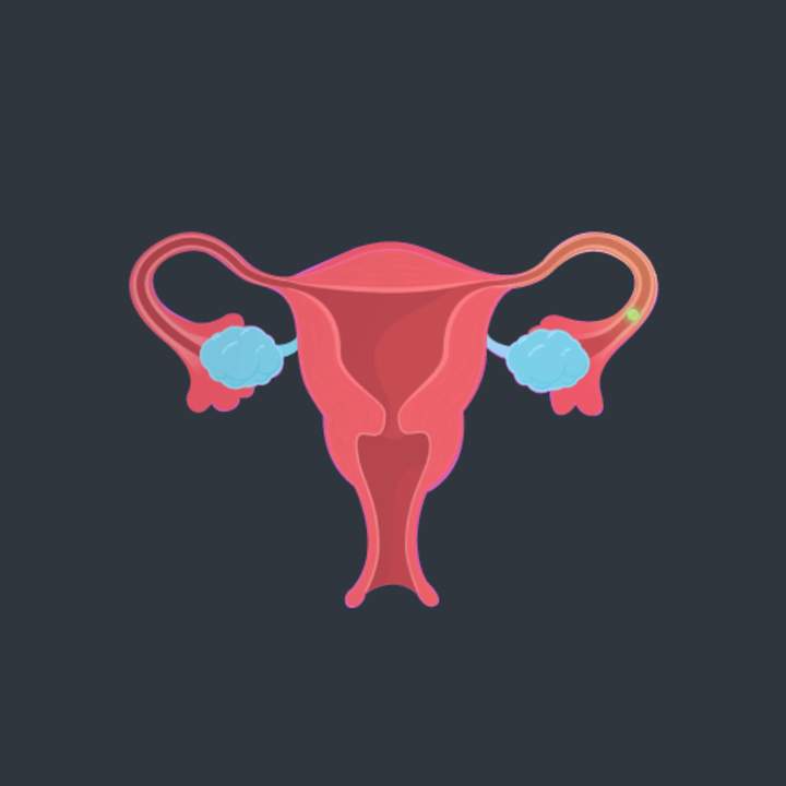 Sistema Reproductivo: Curso intensivo