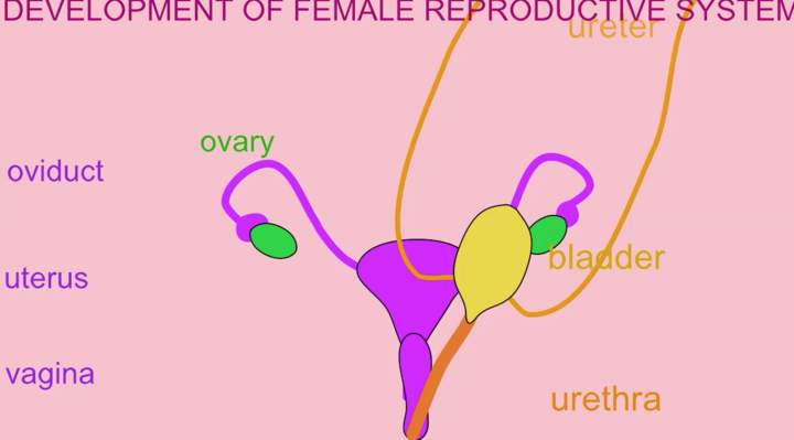 Desarrollo del sistema reproductor femenino Desarrollo del sistema reproductor femenino