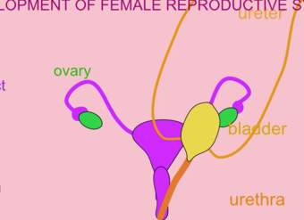 Desarrollo del sistema reproductor femenino
