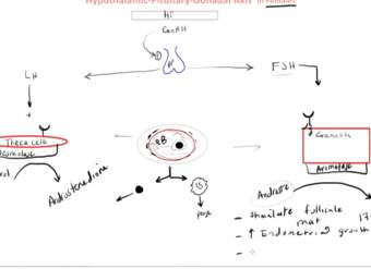Eje hipotalámico-pituitario-gonadal: mujeres