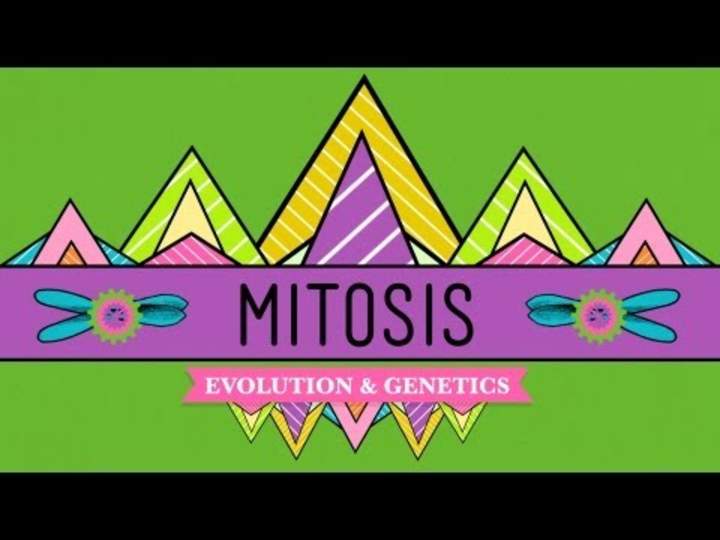 Mitosis: dividirse es complicado - Curso intensivo Mitosis: dividirse es complicado - Curso intensivo