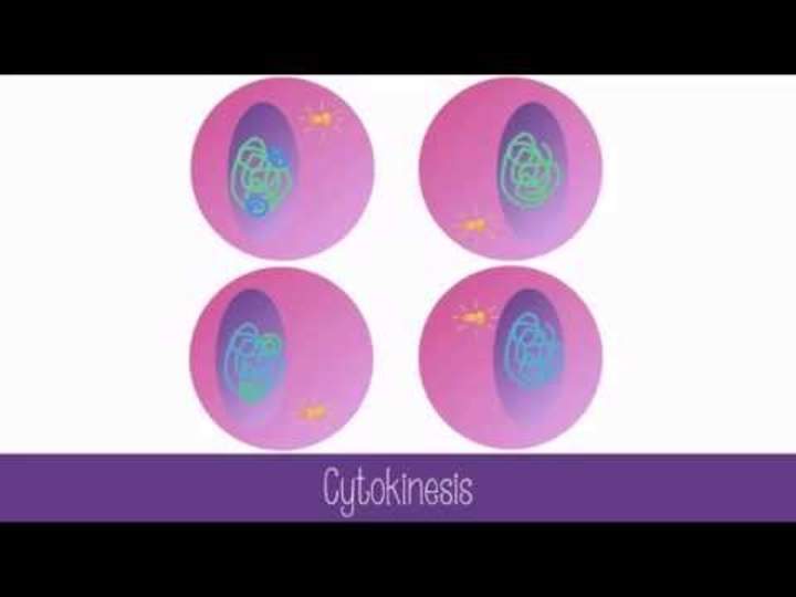 Etapas de la meiosis Etapas de la meiosis