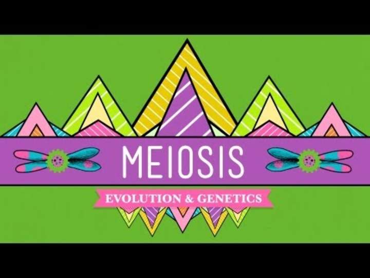 Meiosis: donde comienza el sexo - CrashCourse Meiosis: donde comienza el sexo - CrashCourse