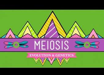 Meiosis: donde comienza el sexo - CrashCourse