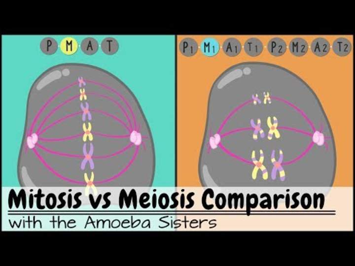 Mitosis vs. Meiosis: Comparación lado a lado Mitosis vs. Meiosis: Comparación lado a lado