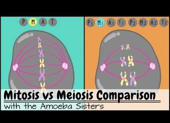Mitosis vs. Meiosis: Comparación lado a lado