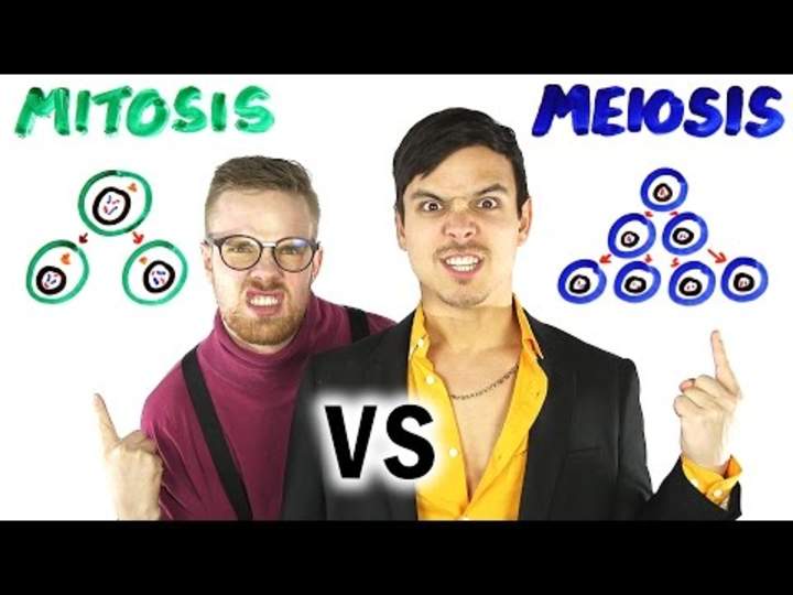 Mitosis vs Meiosis BATALLA RAP! Mitosis vs Meiosis BATALLA RAP!