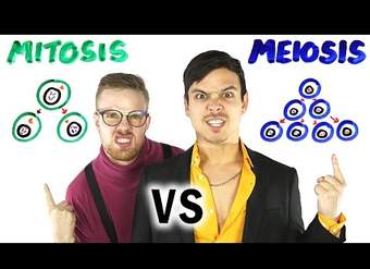 Mitosis vs Meiosis BATALLA RAP!