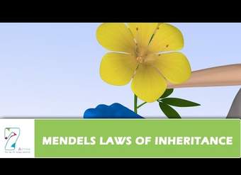 LEYES DE HERENCIA DE MENDEL