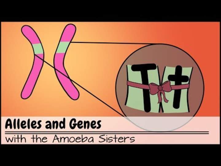 Alelos y genes Alelos y genes