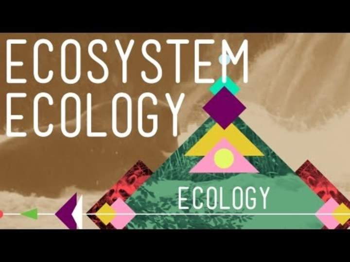 Ecología del ecosistema: eslabones en la cadena Ecología del ecosistema: eslabones en la cadena