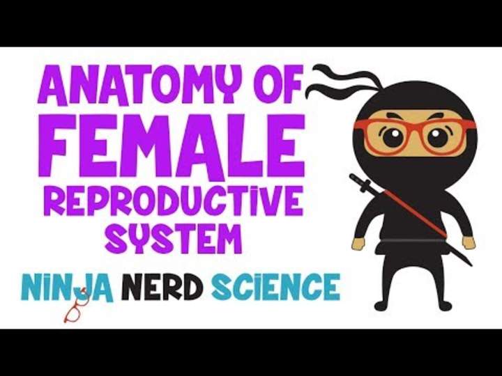 Anatomía del sistema reproductor femenino