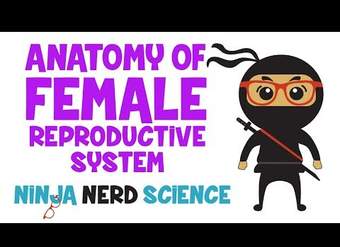 Anatomía del sistema reproductor femenino