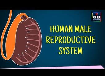 Sistema Reproductor Masculino Humano