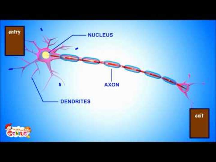 Comprender las neuronas Comprender las neuronas