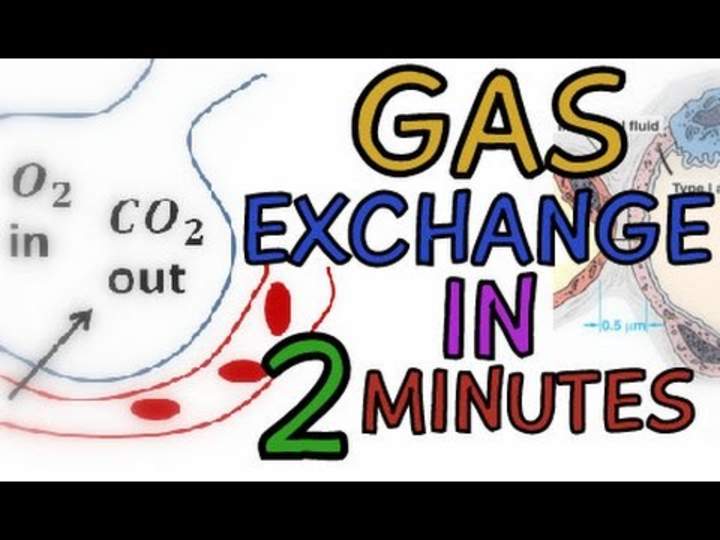 El sistema respiratorio: intercambio de gases en los alvéolos explicado en 2 minutos