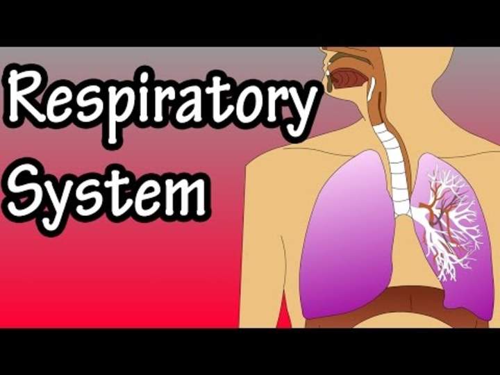 Sistema respiratorio: cómo funciona el sistema respiratorio Sistema respiratorio: cómo funciona el sistema respiratorio