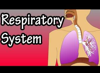 Sistema respiratorio: cómo funciona el sistema respiratorio