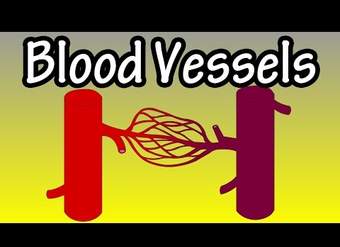 Vasos sanguíneos en el cuerpo - Qué son los vasos sanguíneos - Funciones de los vasos sanguíneos