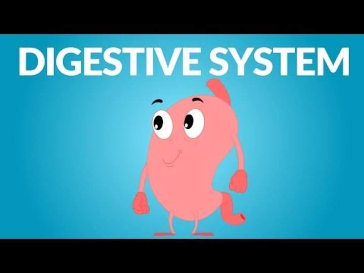 Sistema digestivo - Unión de aprendizaje Sistema digestivo - Unión de aprendizaje