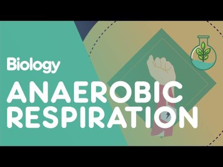 Respiración anaeróbica en los músculos. Respiración anaeróbica en los músculos.