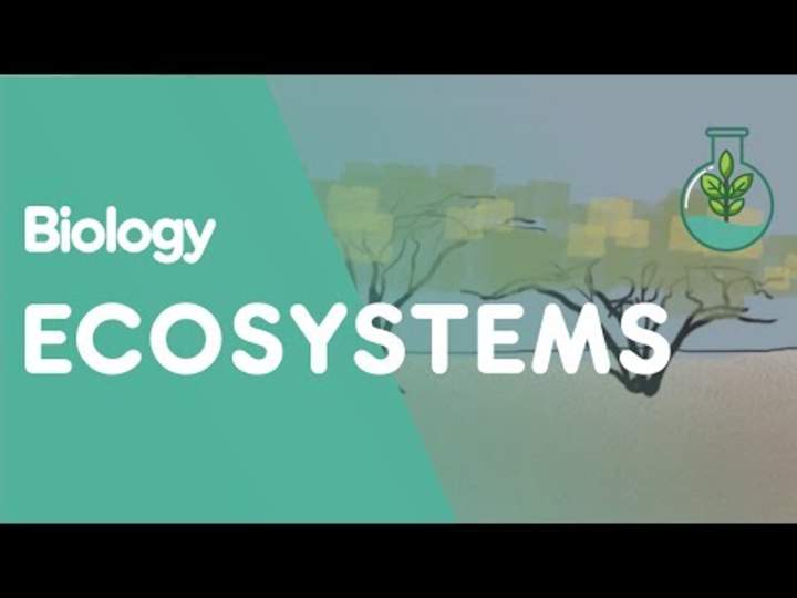 ¿Qué es un ecosistema? ¿Qué es un ecosistema?