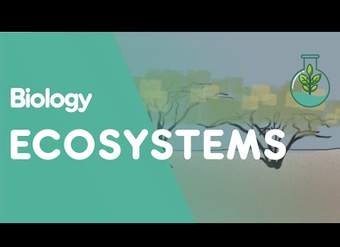 ¿Qué es un ecosistema?