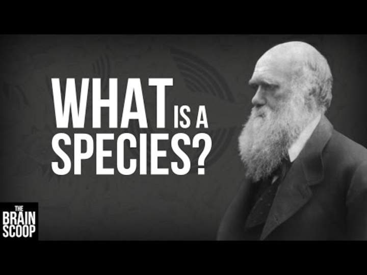 ¿Qué es una especie?