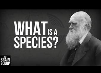 ¿Qué es una especie?