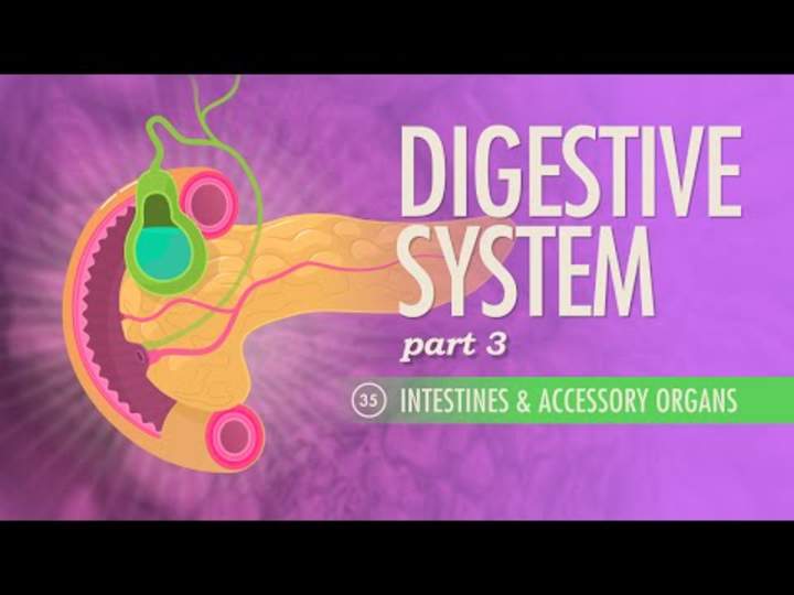 Sistema digestivo, parte 3: Curso intensivo Sistema digestivo, parte 3: Curso intensivo